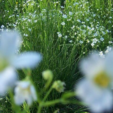 Karpnicka Struga W Dolinie Palacow I Ogrodow Jelenia Gora Ngoại thất bức ảnh