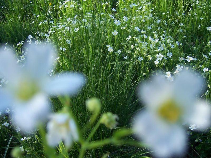 Karpnicka Struga W Dolinie Palacow I Ogrodow Jelenia Gora Ngoại thất bức ảnh